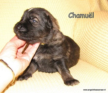 Chamuël, engel van de verdraagzaamheid